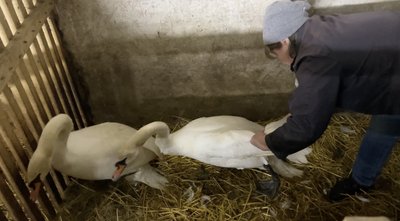 Весняний старт у "Софіївці": як дендропарк на Черкащині готують до туристичного сезону Весняний старт у "Софіївці": як дендропарк на Черкащині готують до туристичного сезону