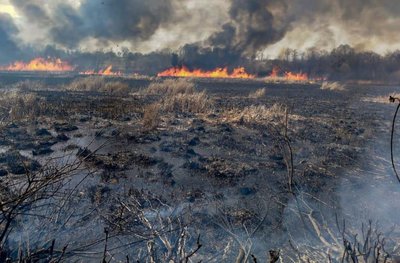 Горіла суха рослинність: на Черкащині за минулу добу сталося 15 пожеж Горіла суха рослинність: на Черкащині за минулу добу сталося 15 пожеж