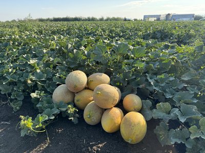 Херсонщина, дині, фермер, поля Херсонщина, дині, фермер, поля