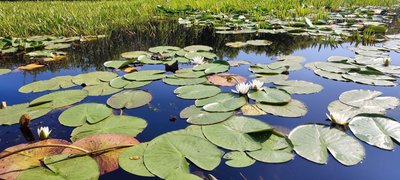 На території нацпарку на Рівненщині цвіте зеленокнижне латаття сніжно-біле. Що про нього відомо На території нацпарку на Рівненщині цвіте зеленокнижне латаття сніжно-біле. Що про нього відомо