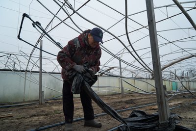 Жінка працює у теплиці у Студенку під Ізюмом Жінка працює у теплиці у Студенку під Ізюмом