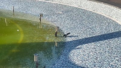 Вода у фонтанах Житомира: що кажуть жителі та медики