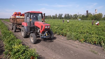 На Кіровоградщині збирають ґрунтові овочі: який цьогоріч врожай На Кіровоградщині збирають ґрунтові овочі: який цьогоріч врожай