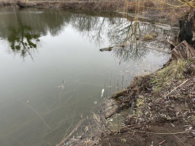 "Далі вона продовжує гинути": на межі Полтави та Горбанівки більше місяця у ставках гине риба "Далі вона продовжує гинути": на межі Полтави та Горбанівки більше місяця у ставках гине риба