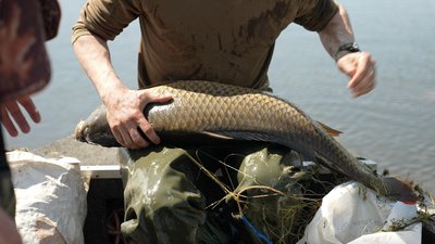 Коропи та лящі у сітках: чи дотримуються черкаські рибалки правил вилову Коропи та лящі у сітках: чи дотримуються черкаські рибалки правил вилову