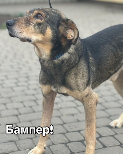 Бампер Бампер