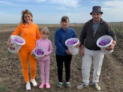 Шафран, підприємець вирощує шафран, Чортківський район, Тернопільщина, листопад 2025 Шафран, підприємець вирощує шафран, Чортківський район, Тернопільщина, листопад 2025