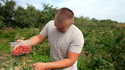Дозріла із запізненням й подорожчала у 2,5 раза: як збирають малину на Вінниччині Дозріла із запізненням й подорожчала у 2,5 раза: як збирають малину на Вінниччині