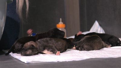 "Тепер я собача мама": чернігівка прихистила десятьох цуценят, яких підкинули у ліфт багатоповерхівки "Тепер я собача мама": чернігівка прихистила десятьох цуценят, яких підкинули у ліфт багатоповерхівки