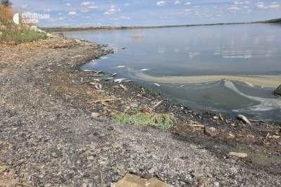Піленгас, креветка, короп: що відомо про замори риби у Хаджибейському лимані Піленгас, креветка, короп: що відомо про замори риби у Хаджибейському лимані