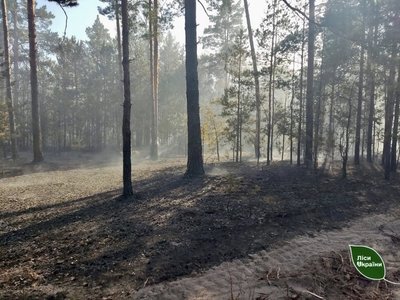 ліс пожежа ліс пожежа