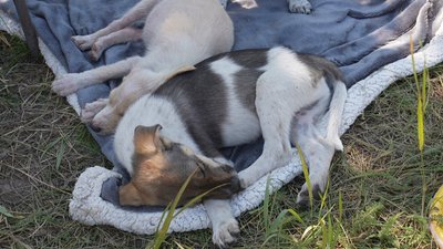 Лікує, вакцинує і шукає родини: кропивничанка створила притулок для котів і собак
