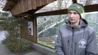 Розробили спеціальну дієту: у Черкасах пару рисей із зоопарку готують до сезону розмноження Розробили спеціальну дієту: у Черкасах пару рисей із зоопарку готують до сезону розмноження