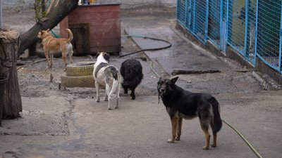 Народила в дорозі п'ятьох кошенят. З Костянтинівки на Донеччині до Дніпра евакуювали вагітну кішку Народила в дорозі п'ятьох кошенят. З Костянтинівки на Донеччині до Дніпра евакуювали вагітну кішку