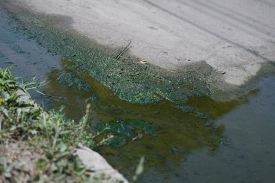 "Ця вигрібна яма нічийна": Хто має відповідати за витік стоків у приватному секторі на вул. Чорновола у Сумах