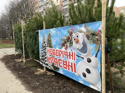У Полтаві почали продавати новорічні ялинки: які ціни