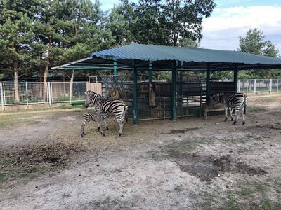 У Вінниці в зоопарку народилося дитинча зебри