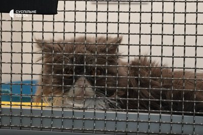 Полікістоз, коронавірус та акне: стан котів, яких вилучили з котокафе Cat Lounge в Одесі Полікістоз, коронавірус та акне: стан котів, яких вилучили з котокафе Cat Lounge в Одесі