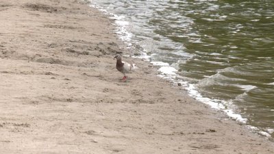 На двох пляжах Хмельниччини не рекомендують купатися: у воді виявили кишкові палички На двох пляжах Хмельниччини не рекомендують купатися: у воді виявили кишкові палички