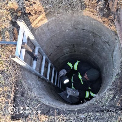 У Краматорську врятували козеня, яке впало до 6-метрового колодязя У Краматорську врятували козеня, яке впало до 6-метрового колодязя