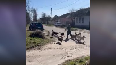 Тримає 14 собак в будинку у середмісті та вигулює їх без намордників: чернігівці поскаржились на сусіда поліції Тримає 14 собак в будинку у середмісті та вигулює їх без намордників: чернігівці поскаржились на сусіда поліції