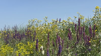 Село Рубці Лиманська громада Донецька область 6 червня 2025 рік Село Рубці Лиманська громада Донецька область 6 червня 2025 рік
