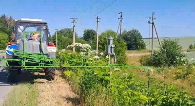 Узбіччя доріг на Тернопільщині очищують від борщівника, небезпечна рослина, 30 червня 2026 року
