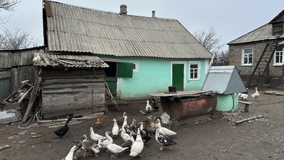 Качки село Спасько-Михайлівка Новодонецька громада Донецька область 19 грудня 2025 рік Качки село Спасько-Михайлівка Новодонецька громада Донецька область 19 грудня 2025 рік
