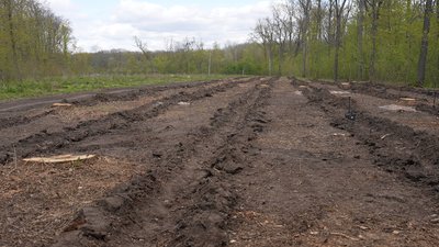 Пів мільйона нових дерев: на Кіровоградщині завершили весняну висадку лісу Пів мільйона нових дерев: на Кіровоградщині завершили весняну висадку лісу
