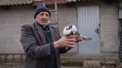"Вони на вулиці будуть приречені": зооволонтерка з Вінниччини знайшла прихисток двом голубам "Вони на вулиці будуть приречені": зооволонтерка з Вінниччини знайшла прихисток двом голубам