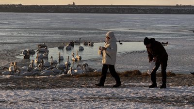 Зграя лебедів зимує на Південному Бузі в Миколаєві: чому птахи підпливають до людей і як їх правильно годувати Зграя лебедів зимує на Південному Бузі в Миколаєві: чому птахи підпливають до людей і як їх правильно годувати