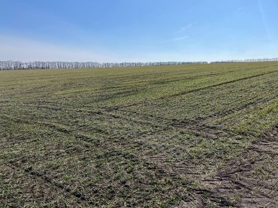 На 70% дорожче: в яких умовах черкаські фермери "заходять" в посівну На 70% дорожче: в яких умовах черкаські фермери "заходять" в посівну