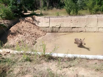 На Миколаївщині врятували червонокнижну лосицю На Миколаївщині врятували червонокнижну лосицю