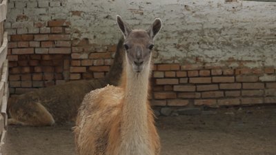 Лама дивиться в камеру