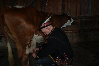Корова, доїння, літування, полонина Діл, Франківщина Корова, доїння, літування, полонина Діл, Франківщина