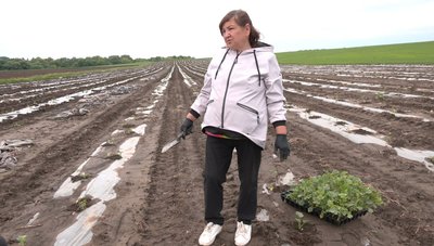 "Розрив серця": у фермерів з Черкащини негода змила розсаду кавунів "Розрив серця": у фермерів з Черкащини негода змила розсаду кавунів