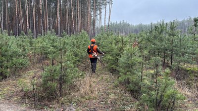 Маленькі сосни Мереф'янському лісництві Маленькі сосни Мереф'янському лісництві