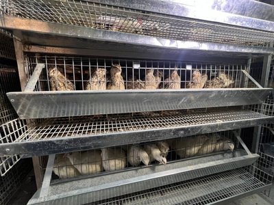 Перепілковий бізнес на Вінниччині: як грант допоміг здійснити мрію Перепілковий бізнес на Вінниччині: як грант допоміг здійснити мрію