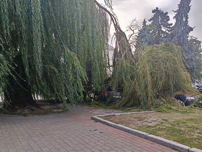 У Луцьку через сильний вітер дерева впали на припарковані автомобілі У Луцьку через сильний вітер дерева впали на припарковані автомобілі