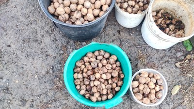 життя люди волоські горіхи село Іжевка Костянтинівська громада Донецька область 11 листопада 2024 рік