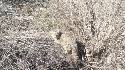 ДНК підтвердив: врятовані на Одещині кошенята — дикі лісові коти. Що з ними зараз