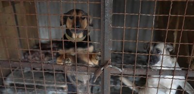 Евакуація пітбулів та кане корсо: зооволонтерка з Дніпра рятує собак та надає їм прихисток Евакуація пітбулів та кане корсо: зооволонтерка з Дніпра рятує собак та надає їм прихисток