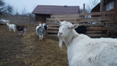 "Кози – найрозумніші створіння": як працює козина ферма на Сумщині "Кози – найрозумніші створіння": як працює козина ферма на Сумщині