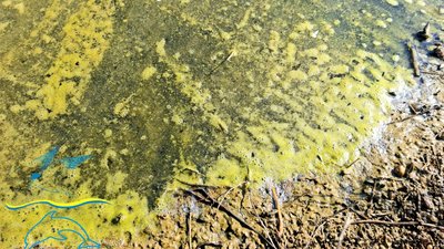 На узбережжі Чорного моря виявили залишки олії: як вона впливає на екосистему На узбережжі Чорного моря виявили залишки олії: як вона впливає на екосистему