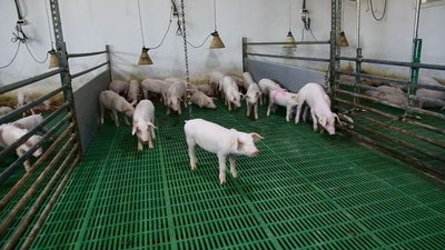 свині, свинокомплекс, вирощування свиней свині, свинокомплекс, вирощування свиней