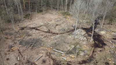 "Один із символів дикої природи Полісся": гніздо орлана-білохвоста виявили на Рівненщині "Один із символів дикої природи Полісся": гніздо орлана-білохвоста виявили на Рівненщині