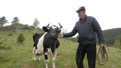 Ярослав Стецькович зі своєю коровою Ярослав Стецькович зі своєю коровою