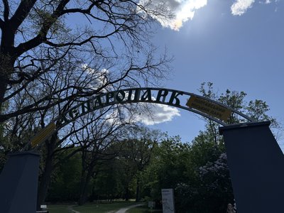 Полтавці допомогли дендропарку придбати двох чорних лебедів Полтавці допомогли дендропарку придбати двох чорних лебедів