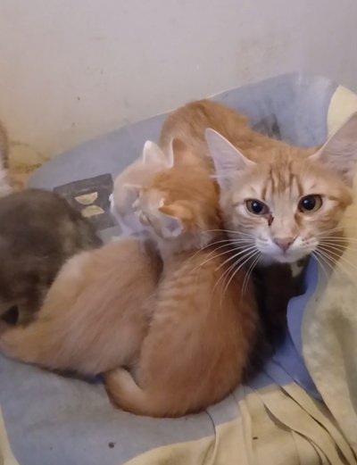 Кішка та кошенята Кішка та кошенята