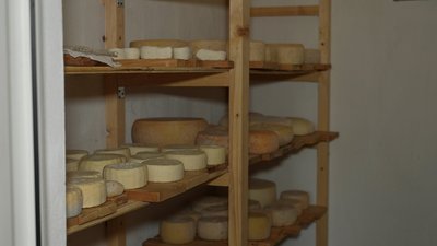 Сир, дозріває, козина ферма, Коломийщина Сир, дозріває, козина ферма, Коломийщина
